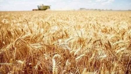 قفزة في توريد القمح المحلي.. الوصول إلى 4.3 مليون طن.. الدولة تقترب بقوة من تحقيق مستهدفها النهائي لاستلام 5 ملايين طن.. واستمرار أعمال التوريد