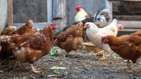 انخفاض البلدي، سعر الفراخ اليوم الجمعة 19 يونيو 2026 (آخر تحديث)