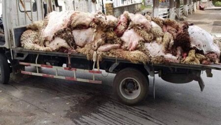 الزراعة: إنتاج 3700 طن من منتجات التدوير بالمجازر المعتمدة خلال مايو