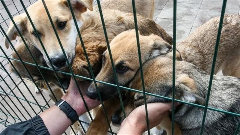 3 حيوانات محظور تربيتها في المنزل قانونا (فيديو)