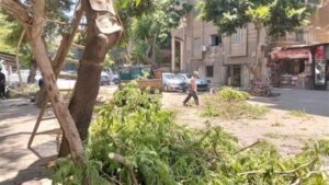 استجابة سريعة لشكاوى المواطنين.. الجيزة تزيل شجرة مهددة للخطر وترفع إشغالات بمحيط مدرسة