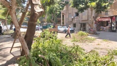 استجابة سريعة لشكاوى المواطنين.. الجيزة تزيل شجرة مهددة للخطر وترفع إشغالات بمحيط مدرسة