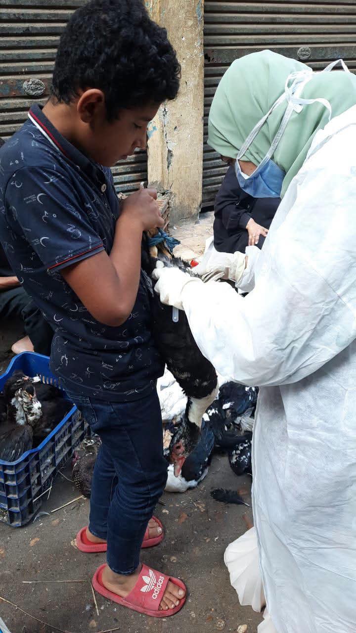 الزراعة: تحصين مليون طائر خلال يونيو ولا مؤشرات على انتشار أوبئة بمزارع الدواجن 3 الزراعة: تحصين مليون طائر خلال يونيو ولا مؤشرات على انتشار أوبئة بمزارع الدواجن