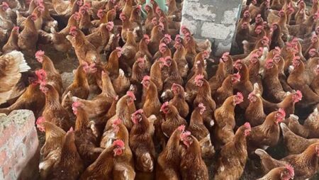 الزراعة: تحصين مليون طائر خلال يونيو ولا مؤشرات على انتشار أوبئة بمزارع الدواجن