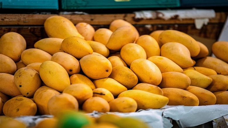 أسعار المانجو اليوم في الأسواق، مصر24