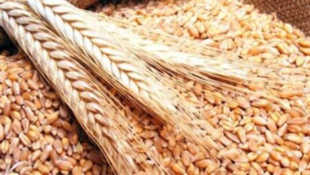مصر والهند تبحثان استثمارات جديدة في الغذاء والحبوب وسلاسل التوريد