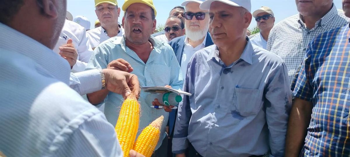 «الزراعة» تطلق يوم الحقل السنوي للذرة والأرز بسخا لتعزيز الأمن الغذائي ورفع الإنتاجية (صور)