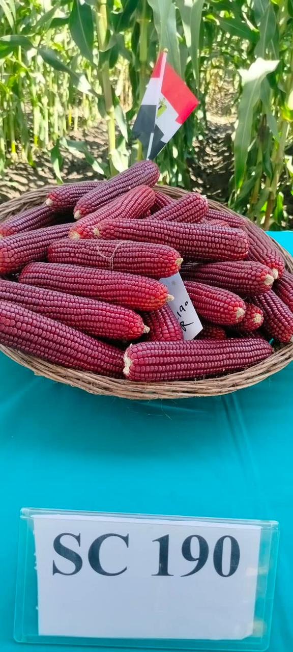«الزراعة» تطلق يوم الحقل السنوي للذرة والأرز بسخا لتعزيز الأمن الغذائي ورفع الإنتاجية (صور)