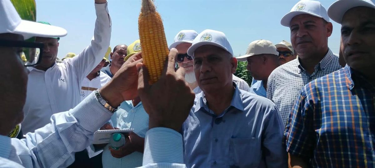 «الزراعة» تطلق يوم الحقل السنوي للذرة والأرز بسخا لتعزيز الأمن الغذائي ورفع الإنتاجية (صور)