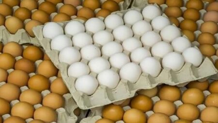 سعر كرتونة البيض اليوم الجمعة في بورصة الدواجن