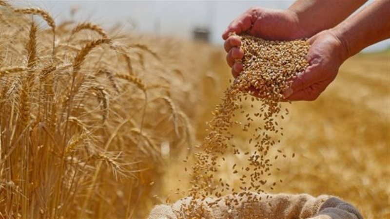 ماهر والي يقدم روشتة زيادة إنتاج القمح في مصر ويكشف سر الأراضي القديمة