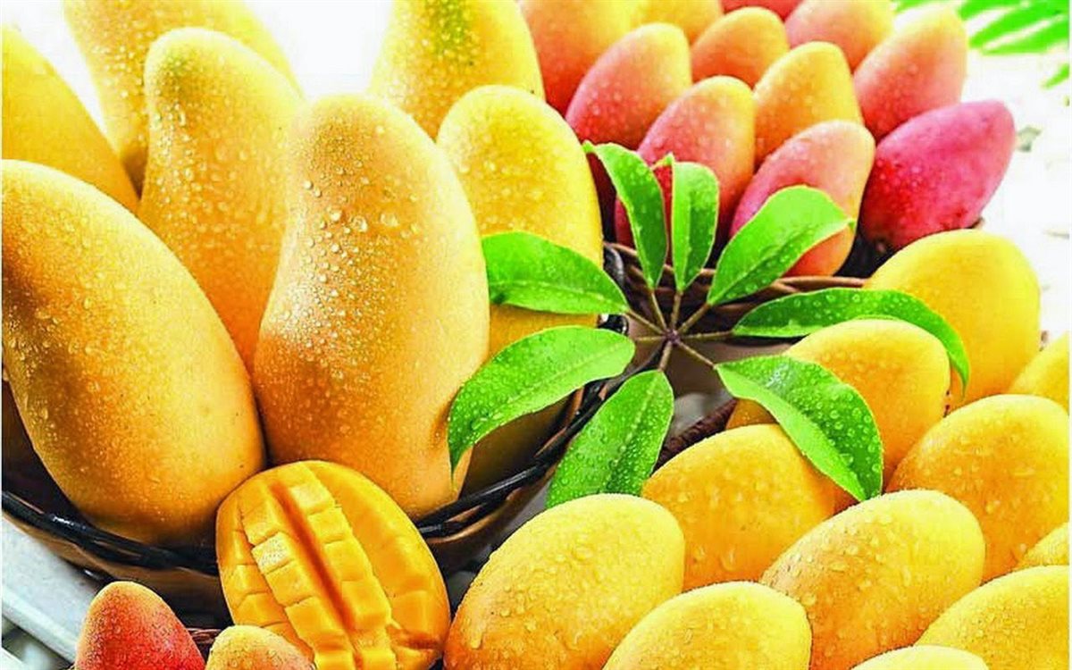 أسعار المانجو اليوم، العويسي والفص تسجلان 100 جنيه وانخفاض السكري 5 جنيهات 1 أسعار المانجو اليوم في الأسواق، مصر24