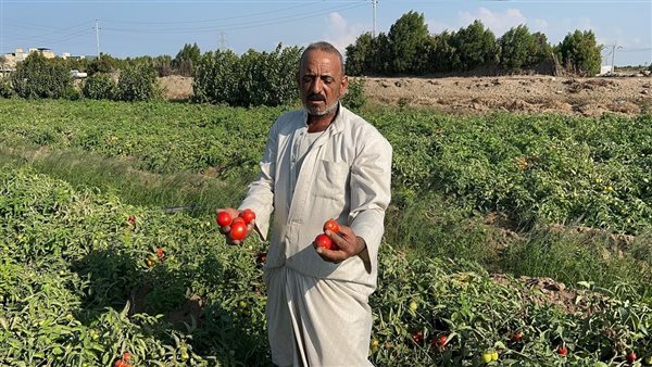 مجلس الوزراء يكذب شائعة دمار70% من المحصول بسبب «سوسة الطماطم»