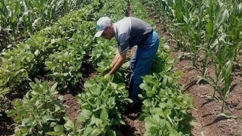الزراعة توجه تحذيرات للفلاحين بعد إنكسار حرارة الصيف 1 الزراعة توجه تحذيرات للفلاحين بعد إنكسار حرارة الصيف