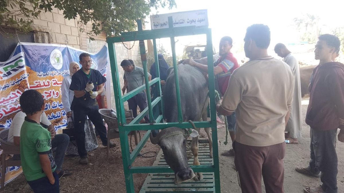 الزراعة تواصل دعم "إفوة" ببني سويف.. قافلة بيطرية وتجهيز الأراضي استعدادًا للموسم الجديد 4 الزراعة تواصل دعم "إفوة" ببني سويف.. قافلة بيطرية وتجهيز الأراضي استعدادًا للموسم الجديد